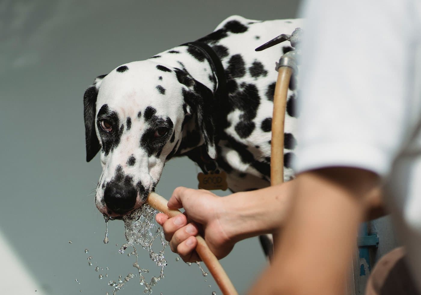 Chien haletant par forte chaleur en été