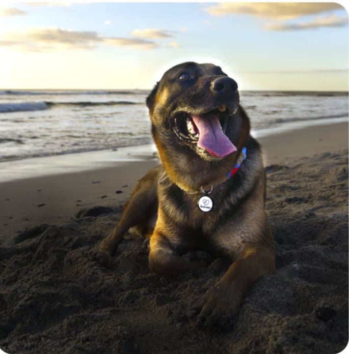 Médaillon QR code Orbit ZanimoKèr pour chien