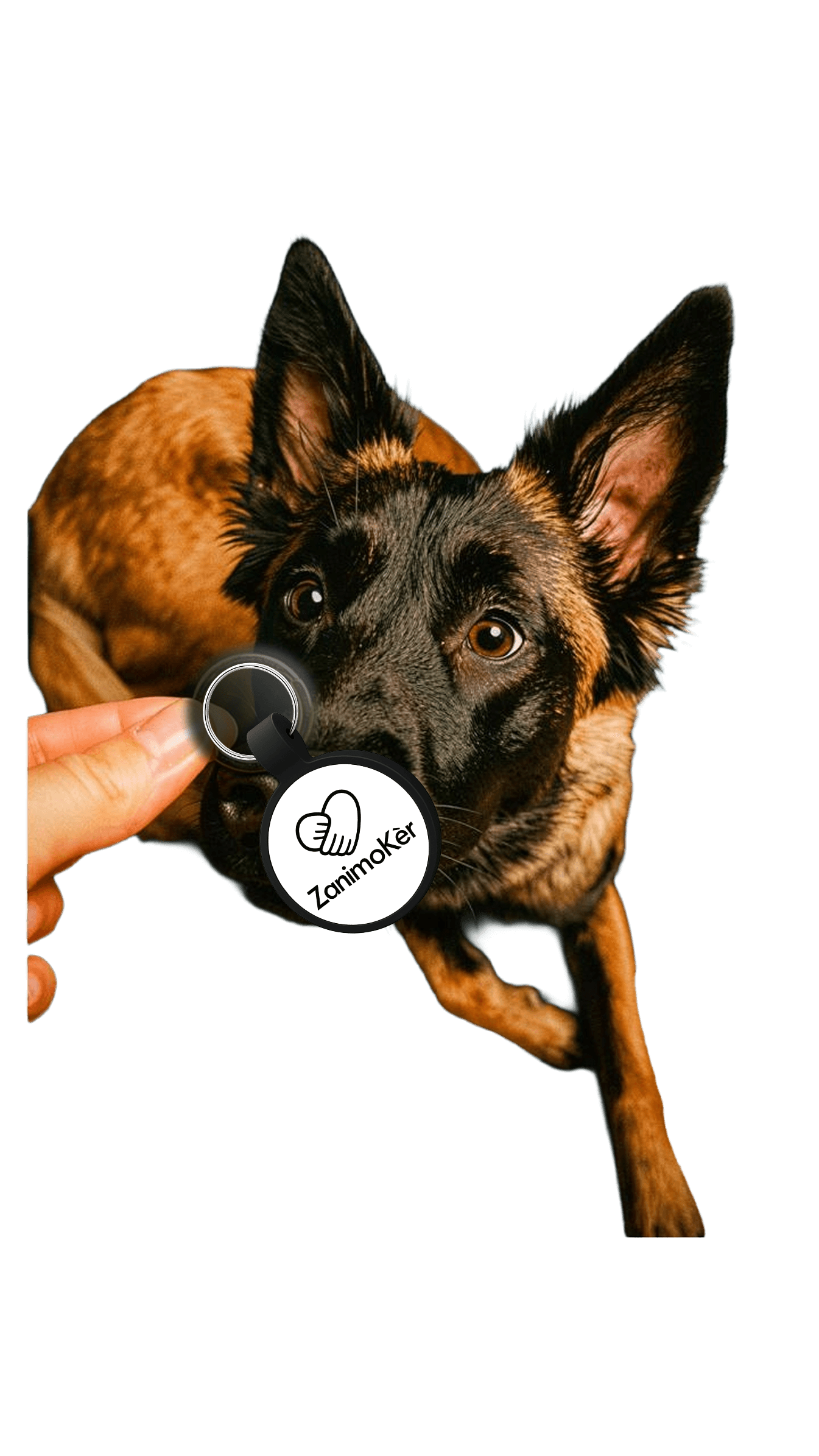 Médaillon Orbit attaché au collier d'un chien